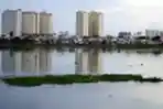 Tanaman Eceng Gondok Tumbuh Liar di Waduk Pluit Penjaringan