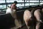 Bantuan Ternak Babi