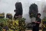 Permintaan Pohon Jeruk Imlek Meningkat