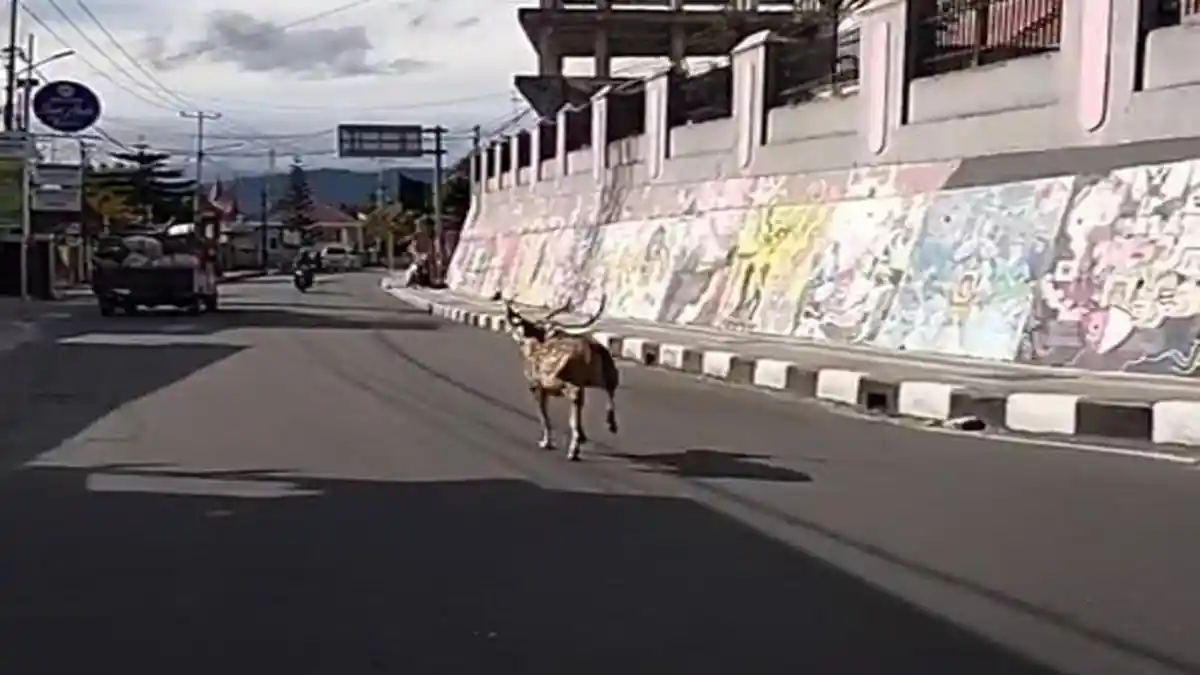 Rusa Kesasar di Ruas Jalan Sudirman Menuju Panorama Kota Bukittinggi, Silvirawane: Bukan Milik TMSBK