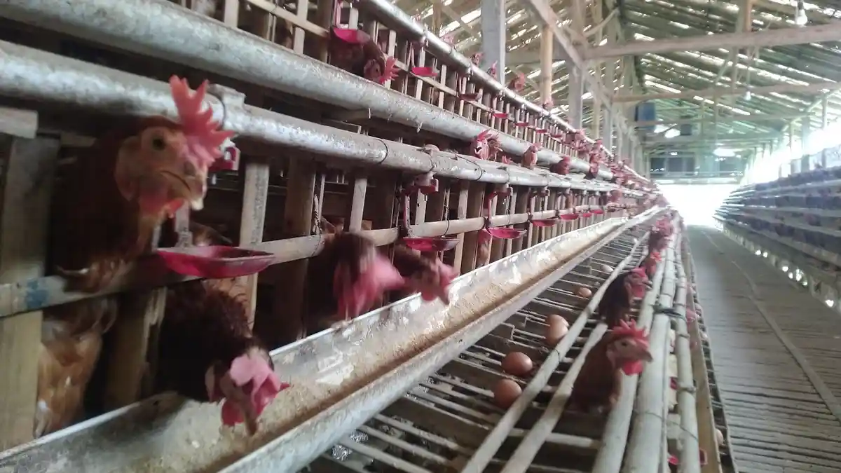 Harga Pakan Ayam Melonjak, Peternak Ayam Petelur di Kudus Kelimpungan Meski Harga Telur Mahal