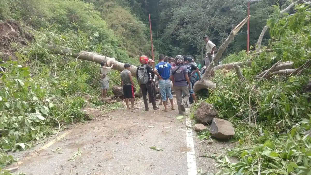Pohon Tumbang dan Longsor di Jalur Ruteng-Reo Akses Transportasi Lumpuh Total