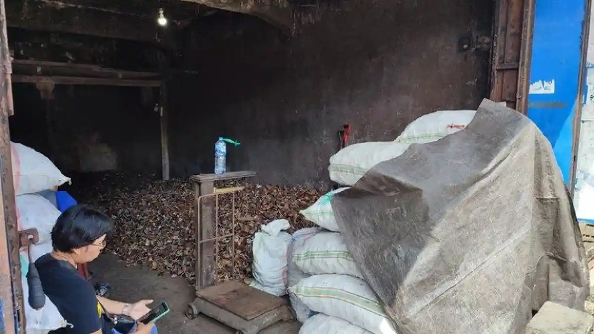 Harga Kopra Terus Turun di Manado Sulawesi Utara, Petani Kelapa Kuatir Semakin Merosot