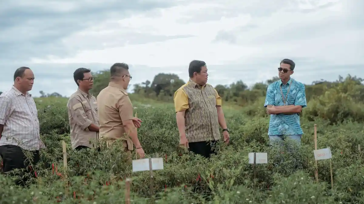Berkat Kawasan Pertanian Terpadu, Petani Cabai Terbantu Karena Harga Kembali Stabil Dipasaran