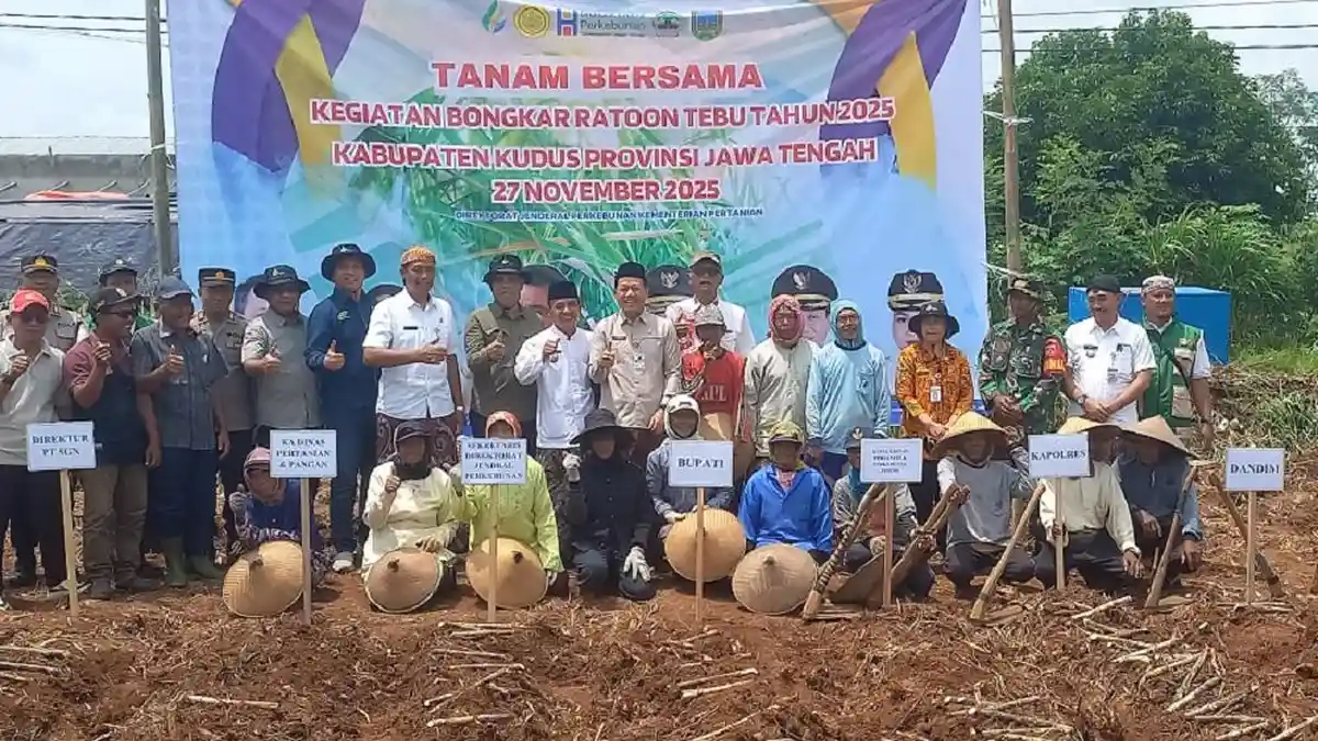 Pemkab Kudus Dukung Swasembada Gula, Remajakan Tanaman Tebu Seluas 247 Hektar