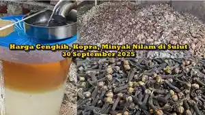 Update-harga-komoditas-cengkih-kopra-dan-minyak-nilafgjhfgh.jpg