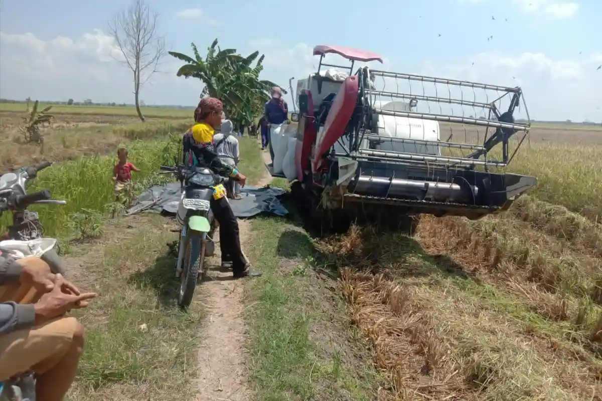 Harga Gabah di Mesuji Lampung Anjlok Rp 3.700 per Kg