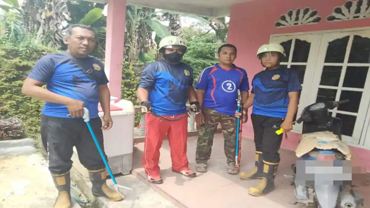 Teror Ular Kobra, Masuk Rumah Warga dan Serang Bocah 11 Tahun di Bintan