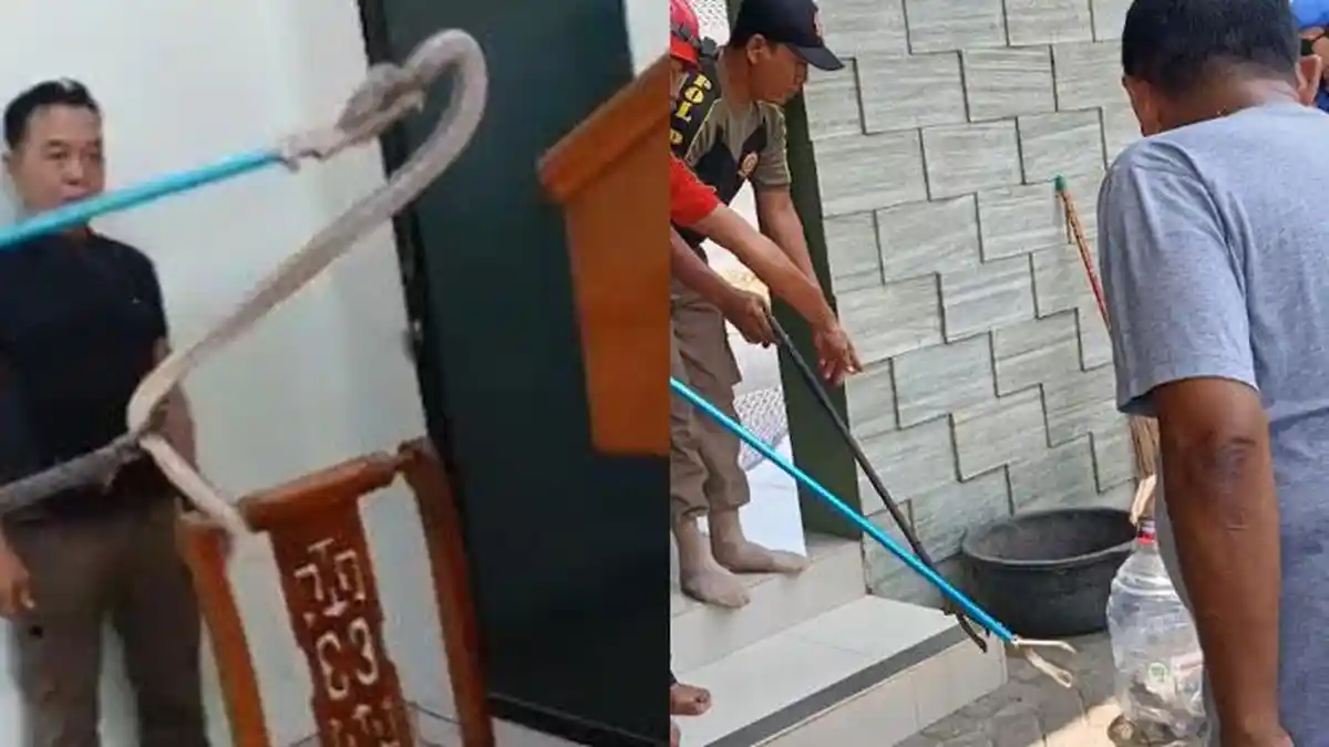 Mimbar Masjid Tuban Disatroni Kobra, Jemaah Salat Jumat Panik