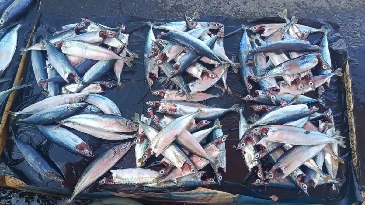 Harga Ikan di Namlea Maluku Murah, Momar 15 Ekor Rp20 Ribu 