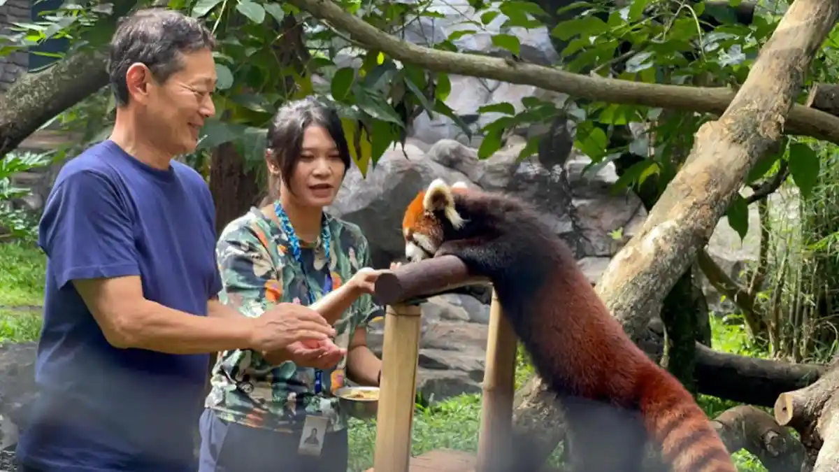 Koleksi Baru Batu Secret Zoo, Red Panda dan Jerapah Datang dari Jepang