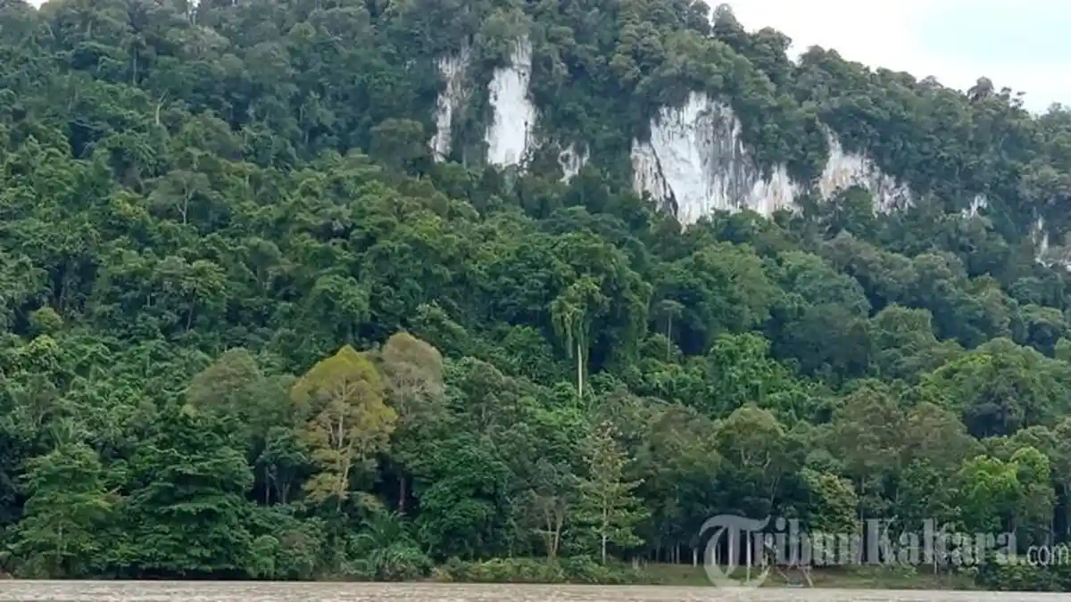 Potensi Besar, Dinas Kehutanan Kaltara Seriusi Skema Carbon Trade