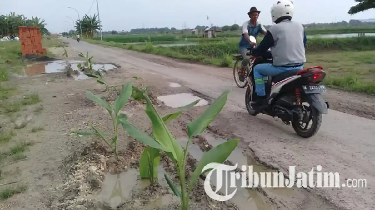 Protes Jalan Raya Kedanyang Kabupaten Gresik Rusak, Warga Pilih Tanam Kunyit di Sekitar Jalan