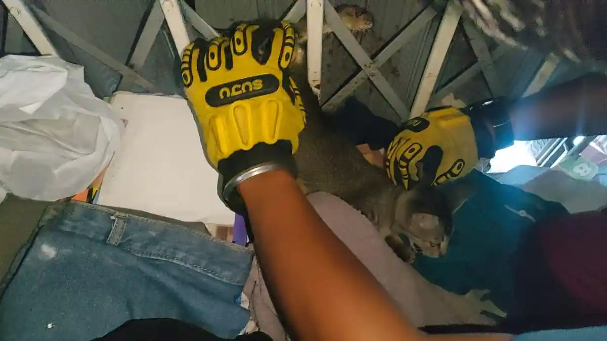 Kucing Terjepit Rolling Door Rumah Warga Berhasil Diselamatkan Petugas Damkar di Nanggalo Padang