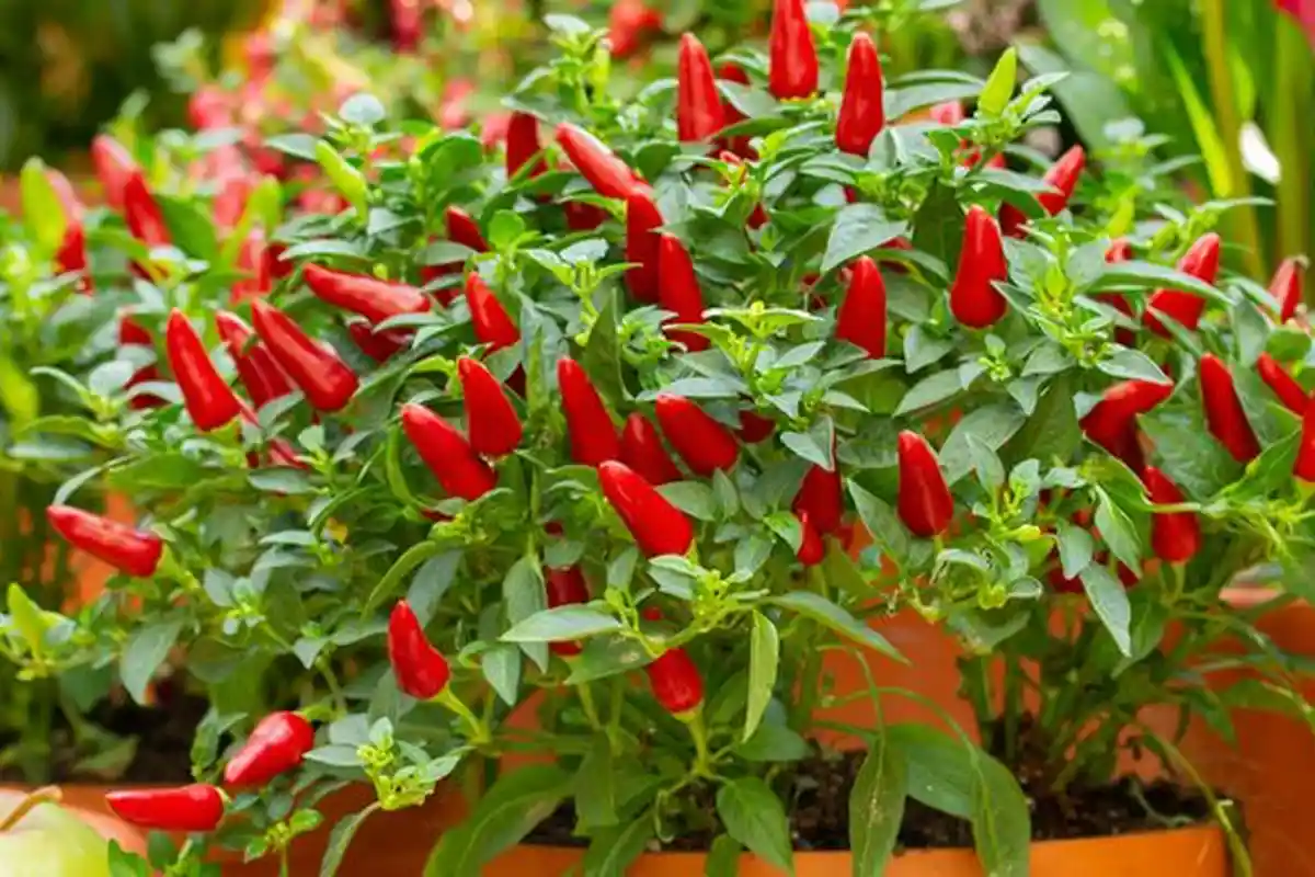 Biar Tahan Lama dan Awet, Simak Tips Berikut Cara Simpan Cabai