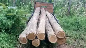 Ilustrasi-kayu-hasil-menebang-pohon-yang-ternyata-masuk-kawasan-konservasi.jpg