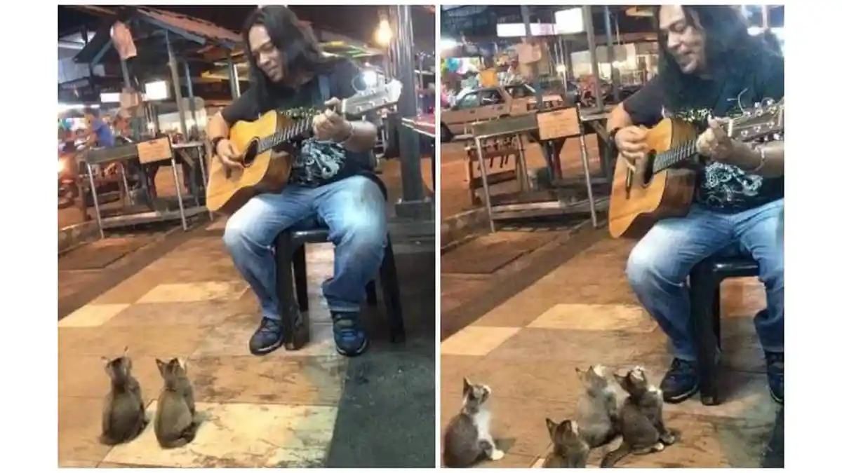 Penyanyi Jalanan Ini Diabaikan Orang Sekitar, tapi Ada 4 Anak Kucing yang Duduk dan Mendengarkan