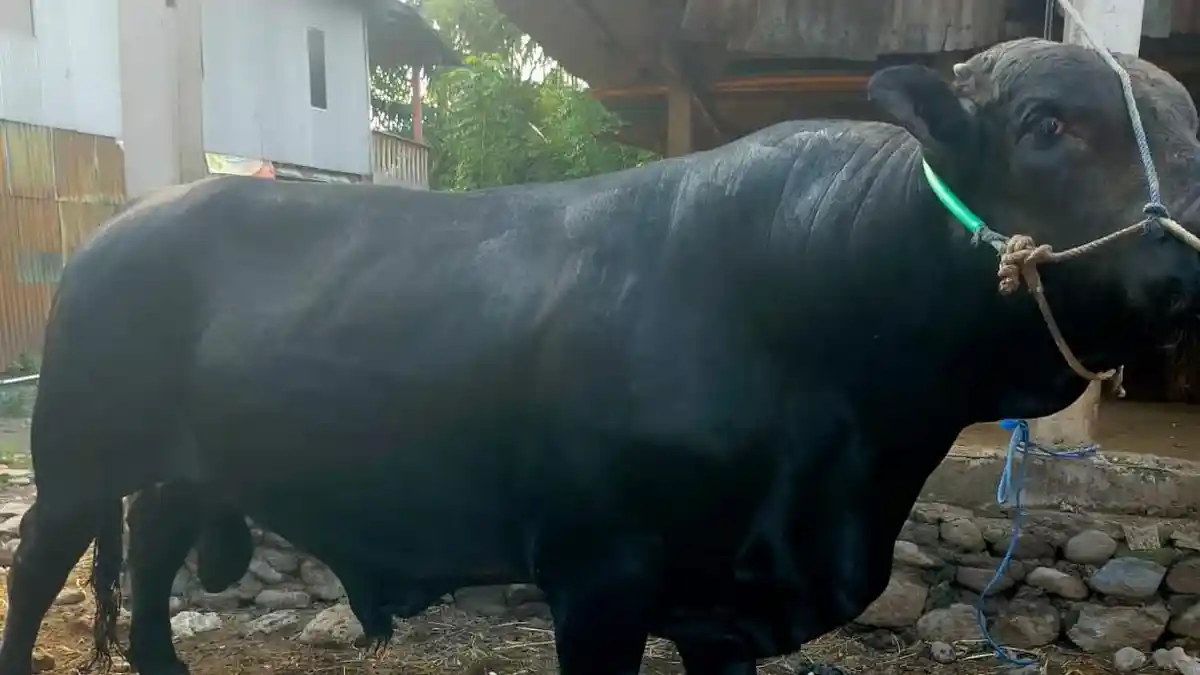 Pakan Sulit, Pedagang Ramai-ramai Naikkan Harga Sapi Kurban di Bantaeng ...