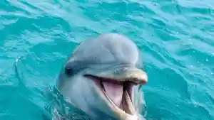 seekor-lumba-lumba.jpg