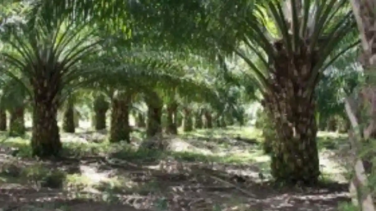 UU Anti Deforestasi Eropa Diyakini Bakal Hambat Industri Sawit Indonesia