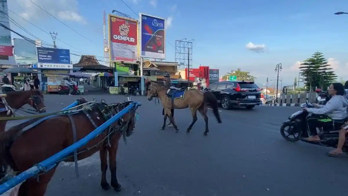Motor Tabrak Kuda Wisata Hingga Tewas di Bandungan Semarang, Pemotor Terpental 20 Meter