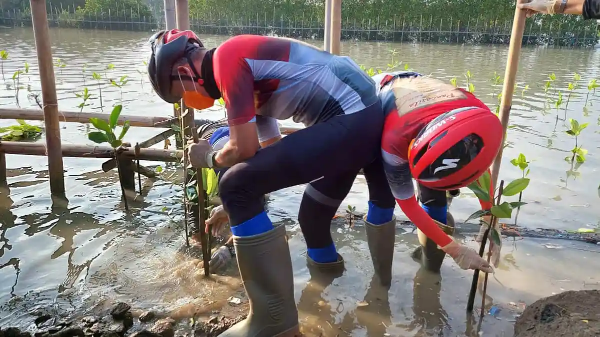 Gubernur Ganjar Tanam Mangrove di Peringatan Hari Lahir ke-120 Bung Karno