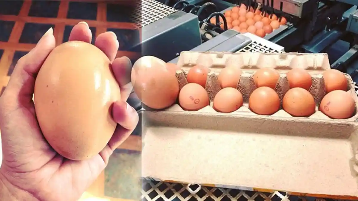 Telur Ayam 176 Gram, Lebih Besar Tiga Kali Ukuran Telur Normal Dipecahkan. Isinya Bikin Ngakak