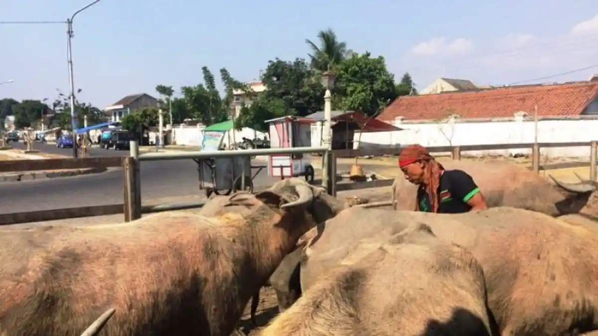 Mitos Kotoran Kerbau Bule Buat Padi Bebas Hama Wereng dan Toko Bisa Laris, Benarkah?