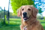 golden-retrievers-anjing-pengendus-terbaik-digunakan-peneliti-inggris-untuk-deteksi-covid-19.jpg