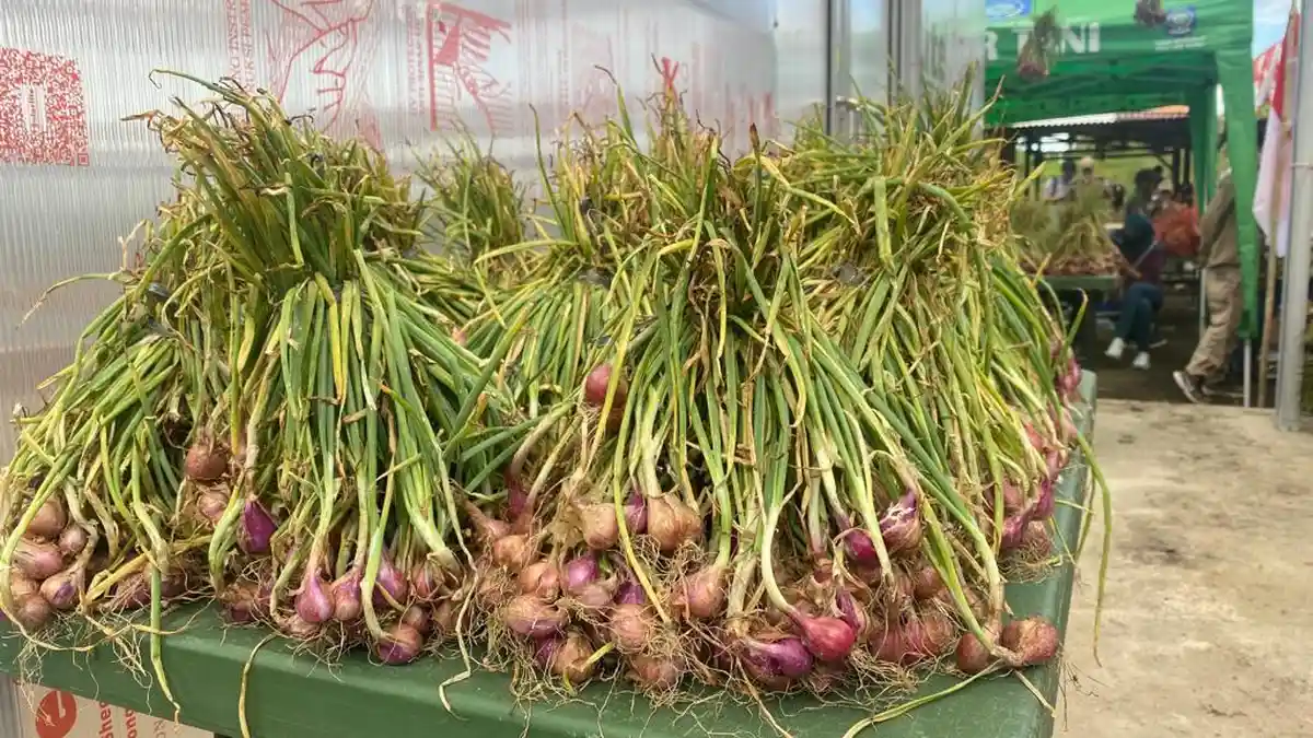 Petani Bawang Merah Disarankan Jangan Langsung Tanam Usai Panen