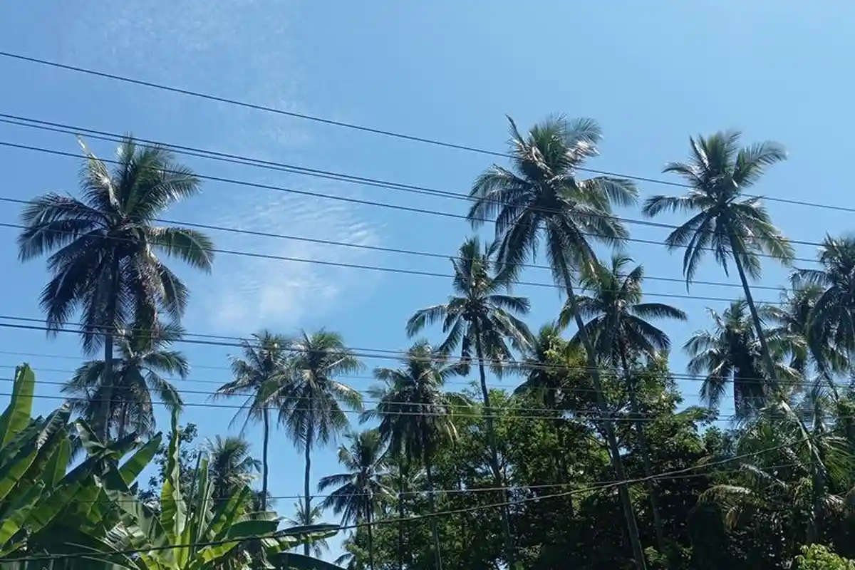 Harga Kopra di Manado Sulawesi Utara Jumat 4 Juli 2025 Naik Lagi, Petani Ngaku Senang