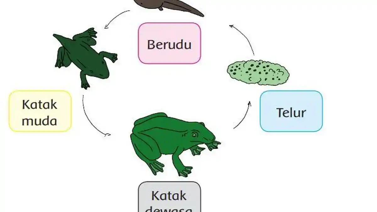 Kunci Jawaban Tema 1 Kelas 3 SD Halaman 132 133 134 135 Subtema 3 Pembelajaran 5: Daur Hidup Katak