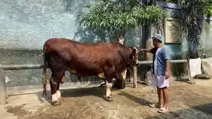 Mengenal-Sontrot-Sapi-Berbobot-150-Ton-Dipilih-Jadi-Kurban-Presiden-Prabowo.jpg