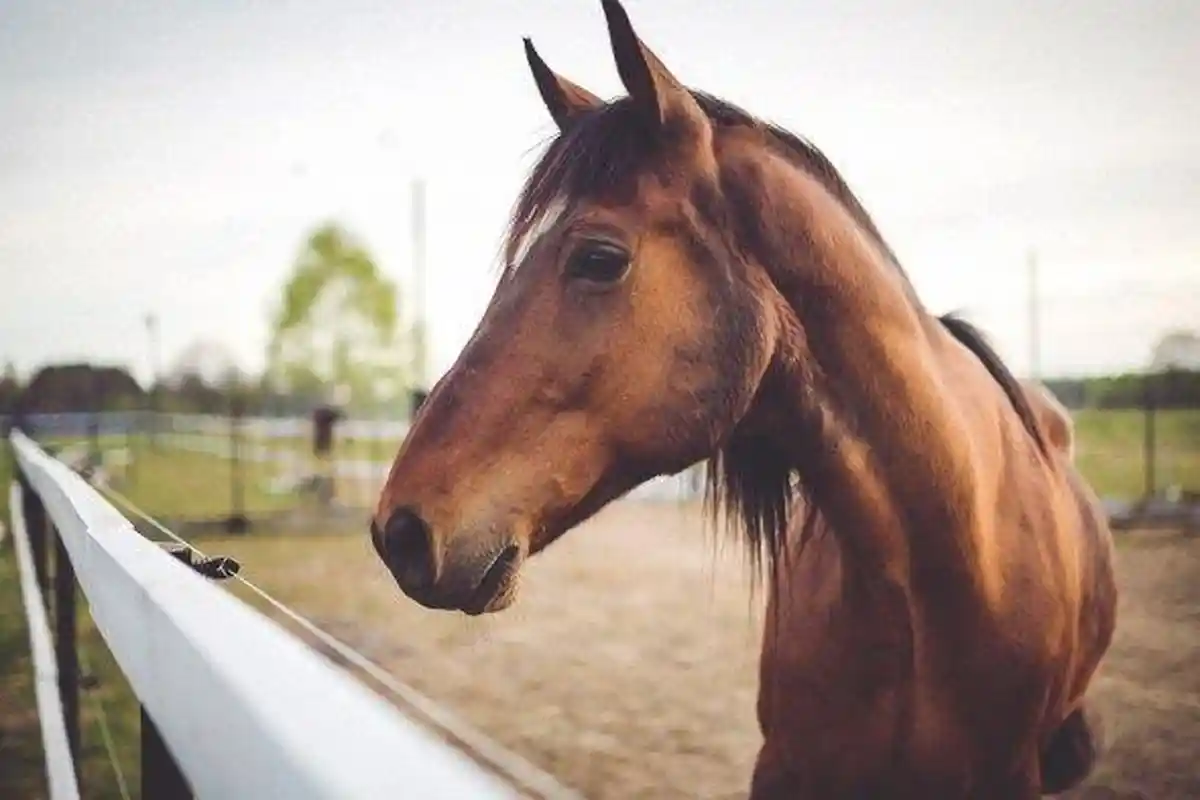 Mengenal Virus Hendra dan Apa Gejalanya Jika Terpapar, Ternyata Bukan Nama Orang