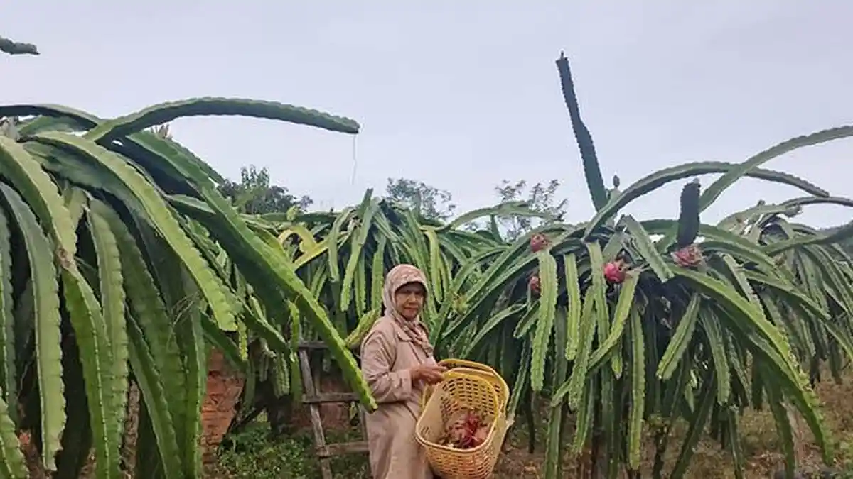 Mengintip Bisnis Pertanian Buah Naga di Linge Aceh Tengah