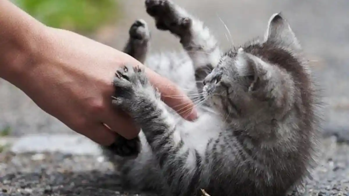 Wanita Sumut Cekoki Kucing Rokok, Sengaja Tiup Asap ke Arah Hewan, Aksinya Dikecam: Penyiksaan
