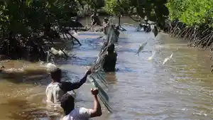 Nelayan-Desa-Kuala-Satong-memanen-ikan-bandeng-hasil-budidaya-silvofishery.jpg