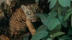 anak-harimau-sumatera-diberi-nama-Puspa-dan-Muli-Sikop.jpg