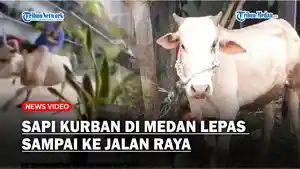 Hewan-Kurban-di-Medan-Lepas-dan-Berlari-Panitia-Panik-Kejar-Sapi-Sampai-ke-Jalan-Raya.jpg