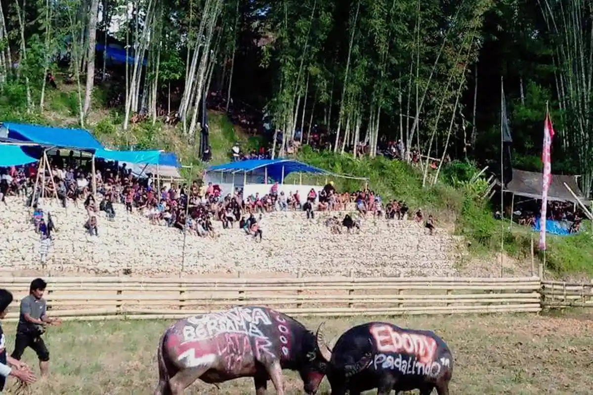 Kerbau Warga Bertuliskan 'Punggawa-Macakka' Menang Adu di Toraja