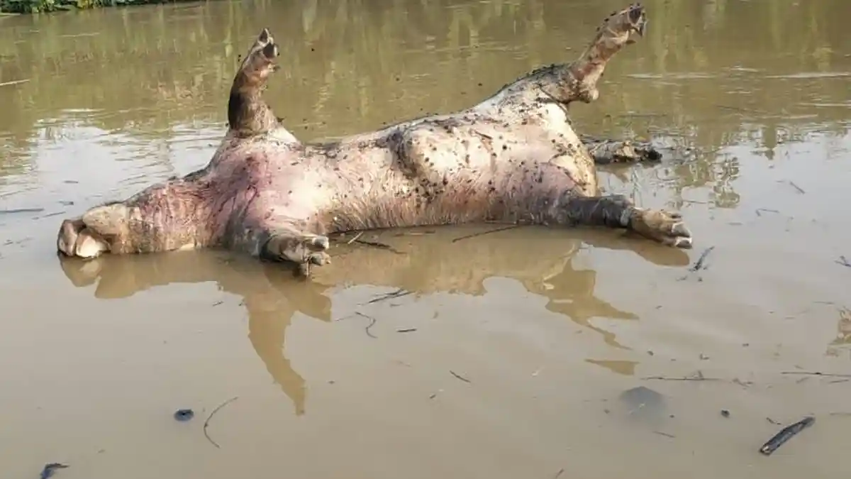 Bangkai Babi Kembali Terlihat di Sungai Singkil