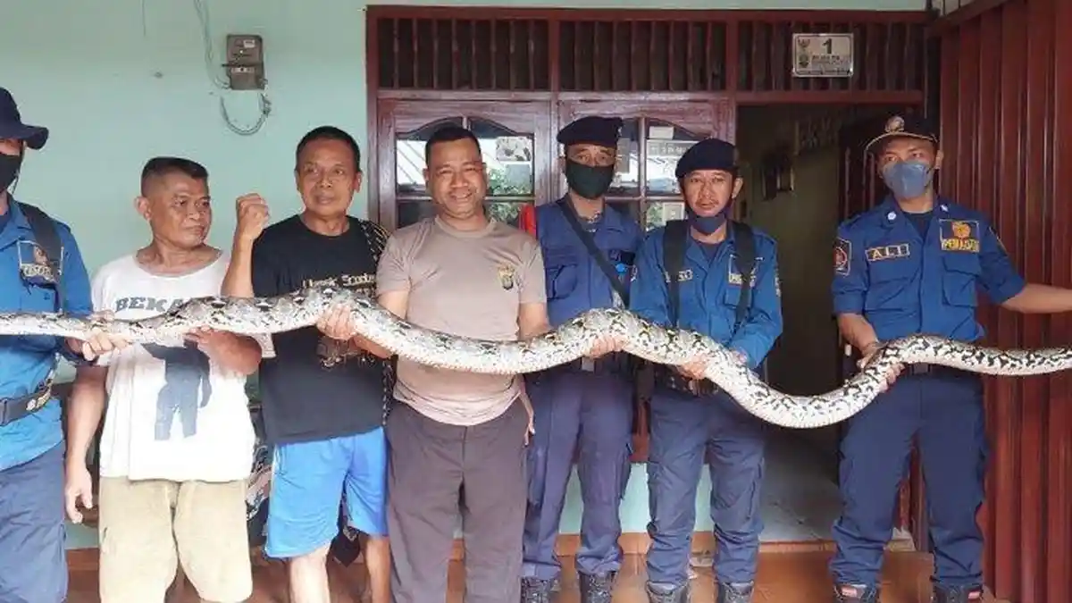 Ular Sanca Muncul di Atap Rumah Warga, Panjangnya 3 Meter