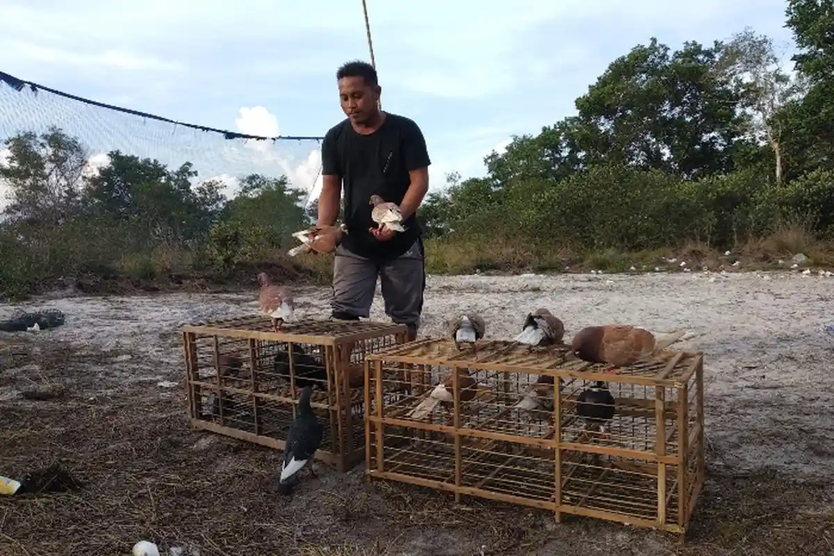 Merpati Tinggi Kolongan, Latih di Belitung Jual Luar Pulau