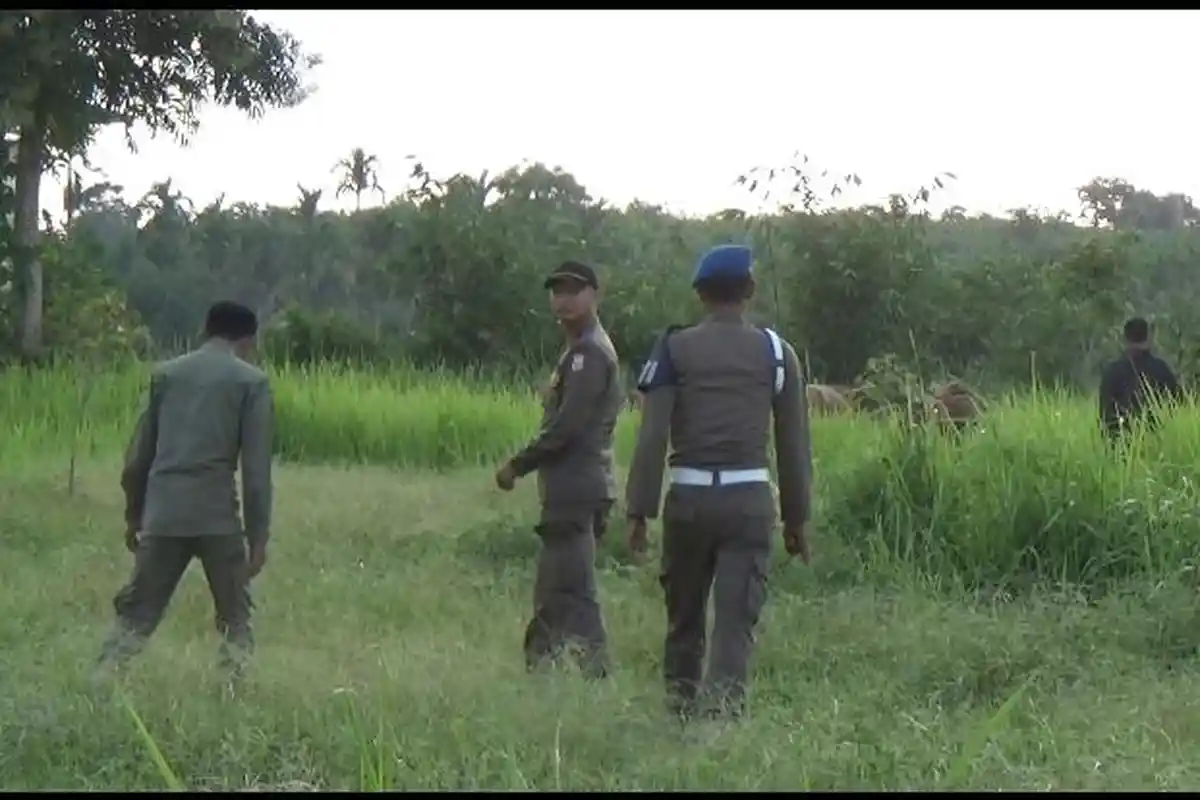 Satpol PP Tanjabtim Tertibkan Hewan Ternak yang Berkeliaran di Area GOR Paduka Berhala