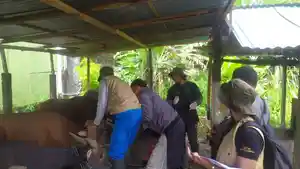 Cegah-Wabah-Penyakit-Mulut-dan-Kuku-Meluas-Pemkot-Denpasar-Gencarkan-Vaksinasi-PMK.jpg