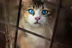 apakah-kucing-bermata-biru-tuli.jpg