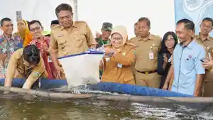 Panen-nila-kebumen-lilis.jpg