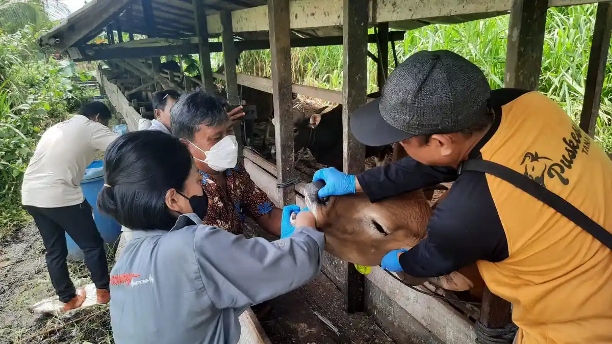Jadi Endemik Penyakit Antraks, Dua Ekor Sapi Desa Marumpa Maros Mati ...