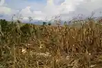 Petani Suela Ubah Lahan Kering Jadi Lumbung Pangan dengan Sistem Irigasi Tetes
