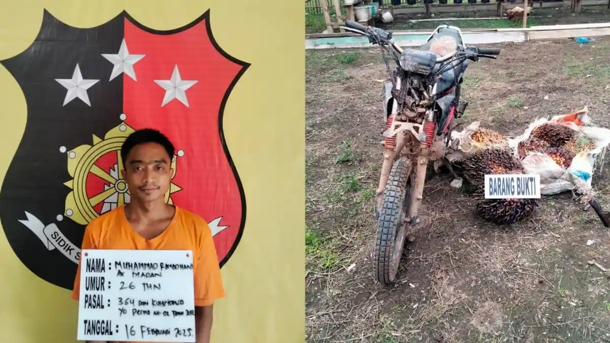 Mahasiswa Tertangkap Curi Kelapa Sawit di Labuhanbatu, Polisi Amankan Barang Bukti